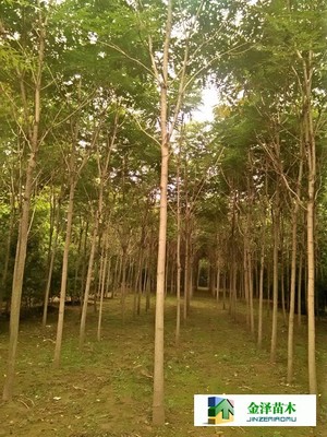 千頭椿苗木的南北種植熱土 遼寧、山西、山東及河北保定博野金澤基地
