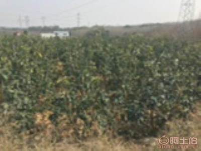 龍海市東泗興輝園藝場 優(yōu)質香泡柚子苗木，量大價優(yōu)，綠化佳選