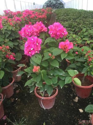 龍海市東泗興輝園藝場 專業(yè)三角梅種植基地，品質苗木常年供應